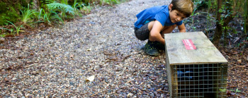 A young boy bends down to look at a stoat trap on a bush walkway. 