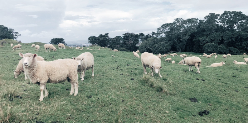 Sheep grazing in paddock, in Auckland.