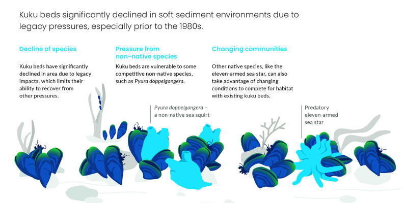 How ecosystem pressures affect kuku. Infographic.