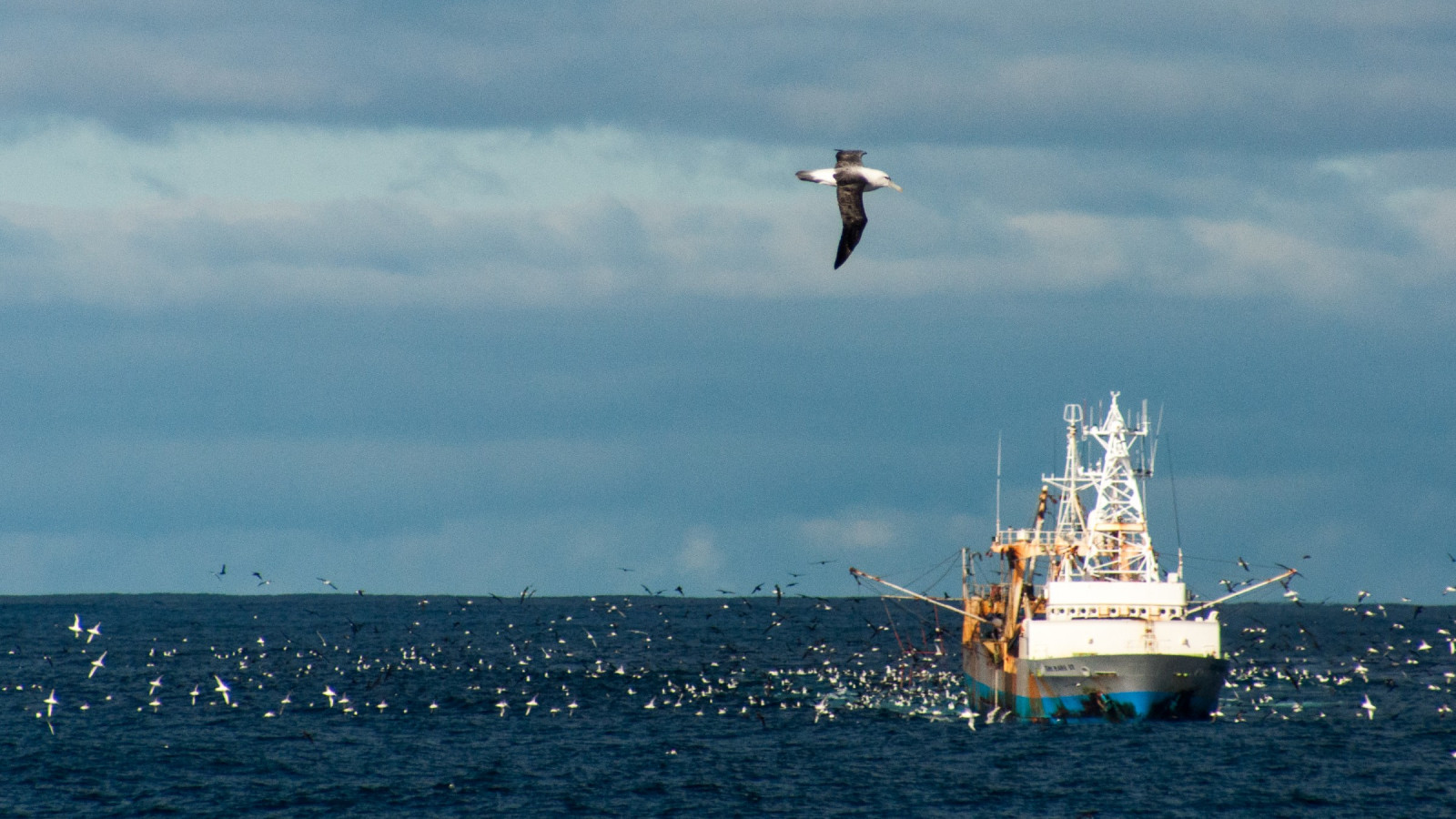 A lone fishing boat on the sea, with a flock of birds on the ocean. A bird flies across the shot in the foreground.